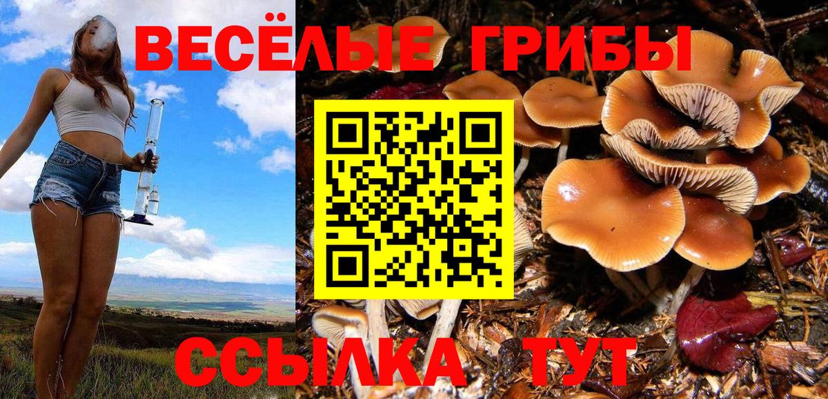 Галлюциногенные грибы Psilocybe  Вход с VPN  Псилоцибиновые грибы Psilocybine cubensis  Элиста 